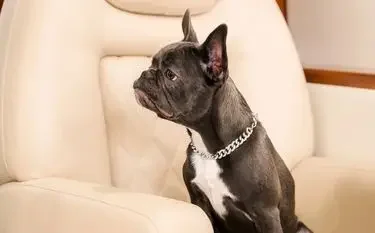 French Bulldog wearing chain collar sits comfortably on luxury cream leather aircraft seating during flight