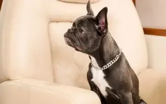 French Bulldog wearing diamond collar sits comfortably on luxury cream leather private jet seating