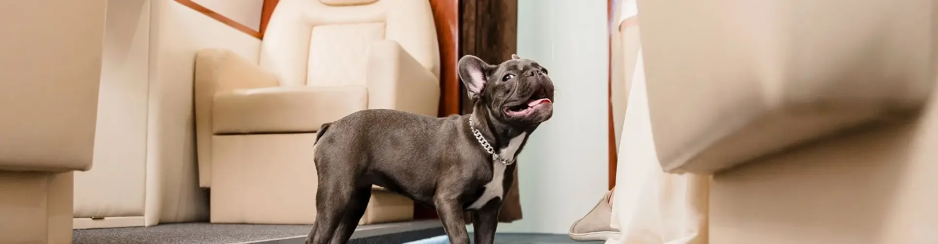 Can I Take My Pet on a Private Jet? Yes—Here’s How with Jetbay Small dog standing confidently in luxurious private jet cabin with cream leather seats and polished floors