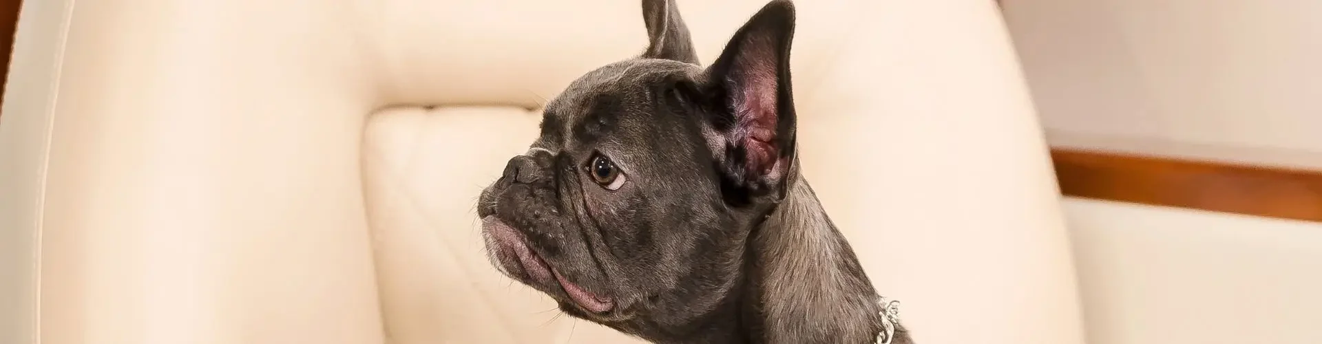 French Bulldog wearing chain collar sits comfortably on luxury cream leather aircraft seating during flight