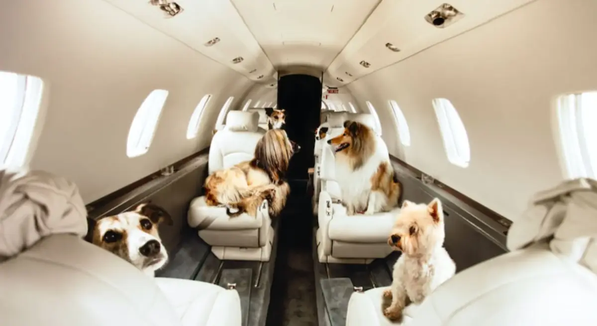 Multiple dogs comfortably seated in luxury private jet cabin showcasing pet-friendly charter travel