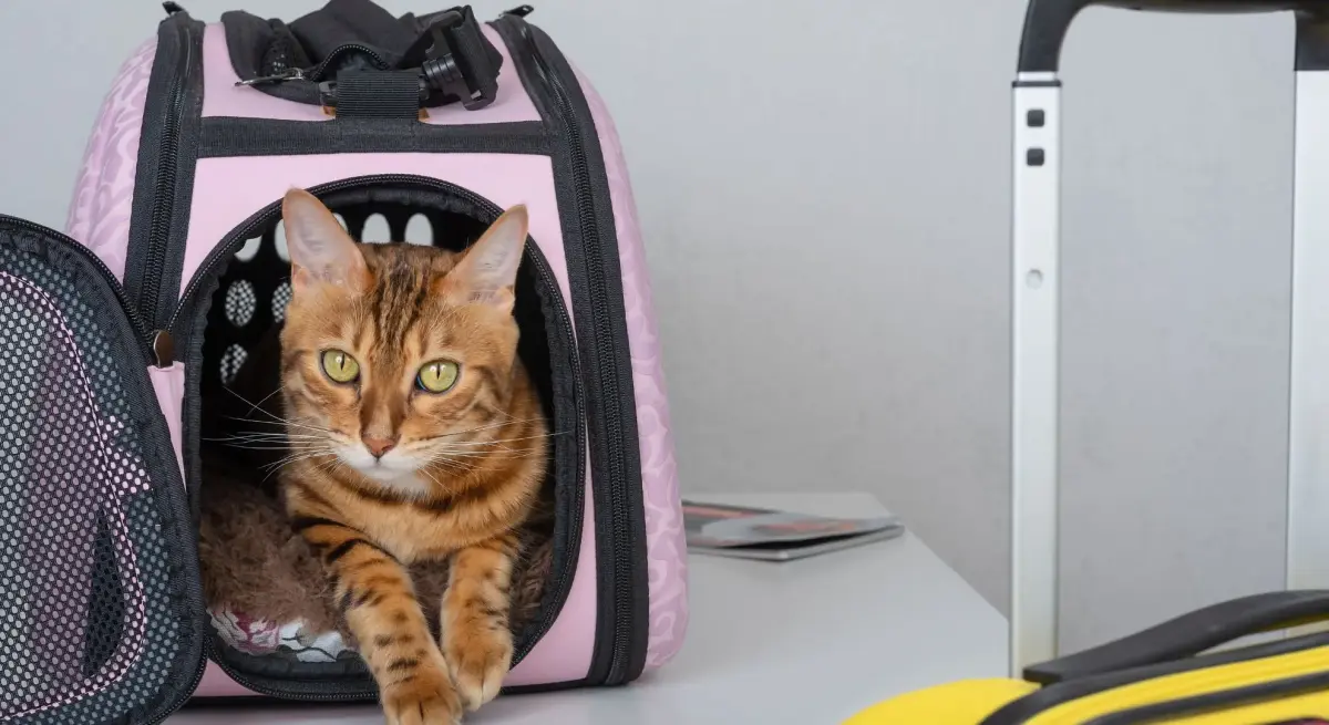 Orange tabby cat sitting comfortably in pink pet carrier aboard private jet cabin during luxury travel