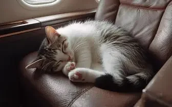 Relaxed cat sleeping comfortably on luxury leather seat inside private jet cabin during pet-friendly flight