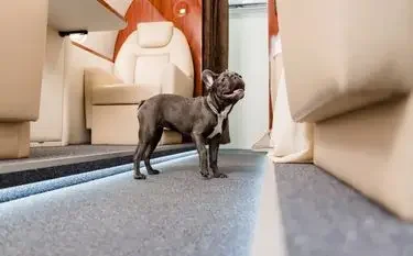 Can I Take My Pet on a Private Jet? Yes—Here’s How with Jetbay Small dog standing confidently in luxurious private jet cabin with cream leather seats and polished floors