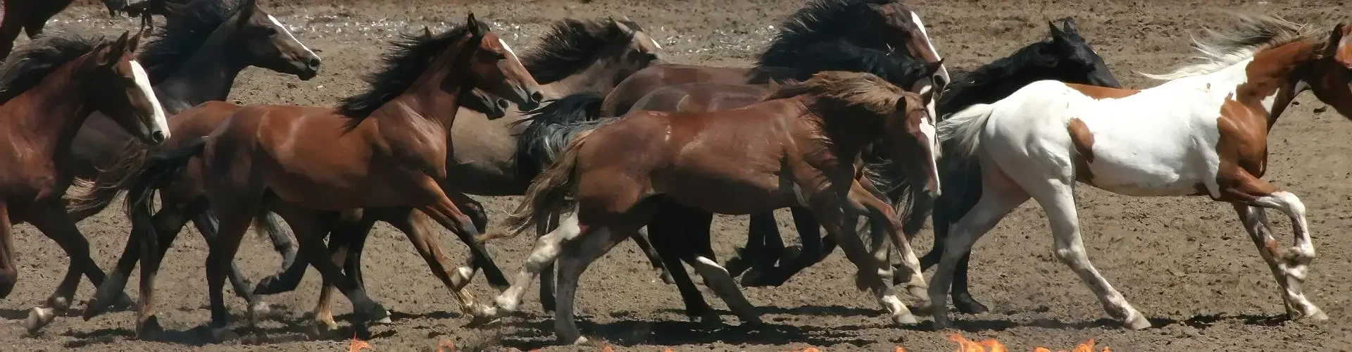 Wild horses galloping through flames during Calgary Stampede rodeo event showcasing Western heritage