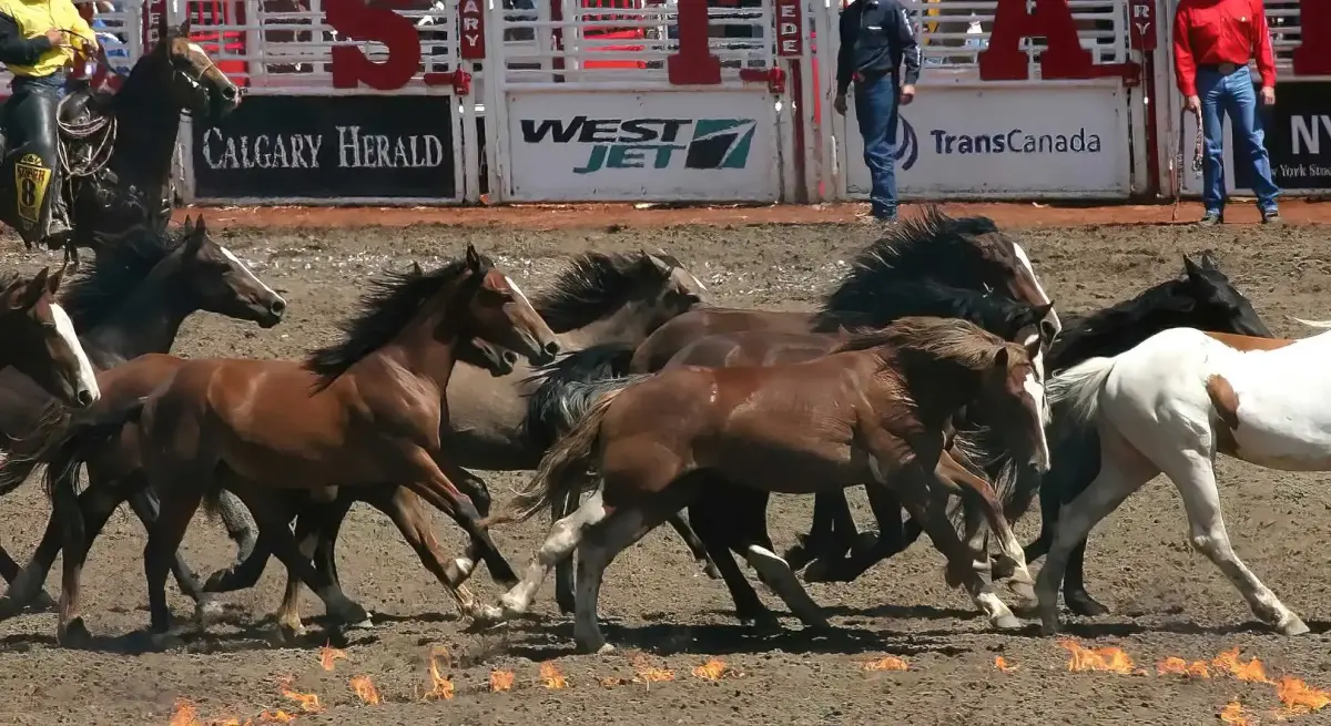 Wild horses galloping through arena dirt at Calgary Stampede rodeo with spectators and sponsors visible