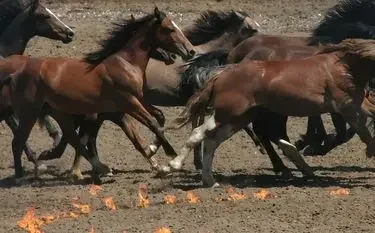 Wild horses galloping through flames during Calgary Stampede rodeo event showcasing Western heritage