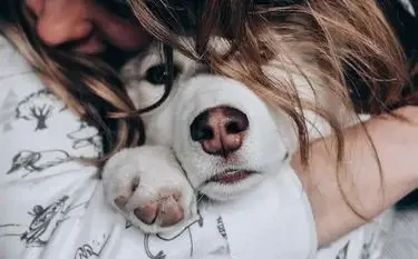 Woman cuddling with white dog in bed, demonstrating emotional support animal companionship and comfort