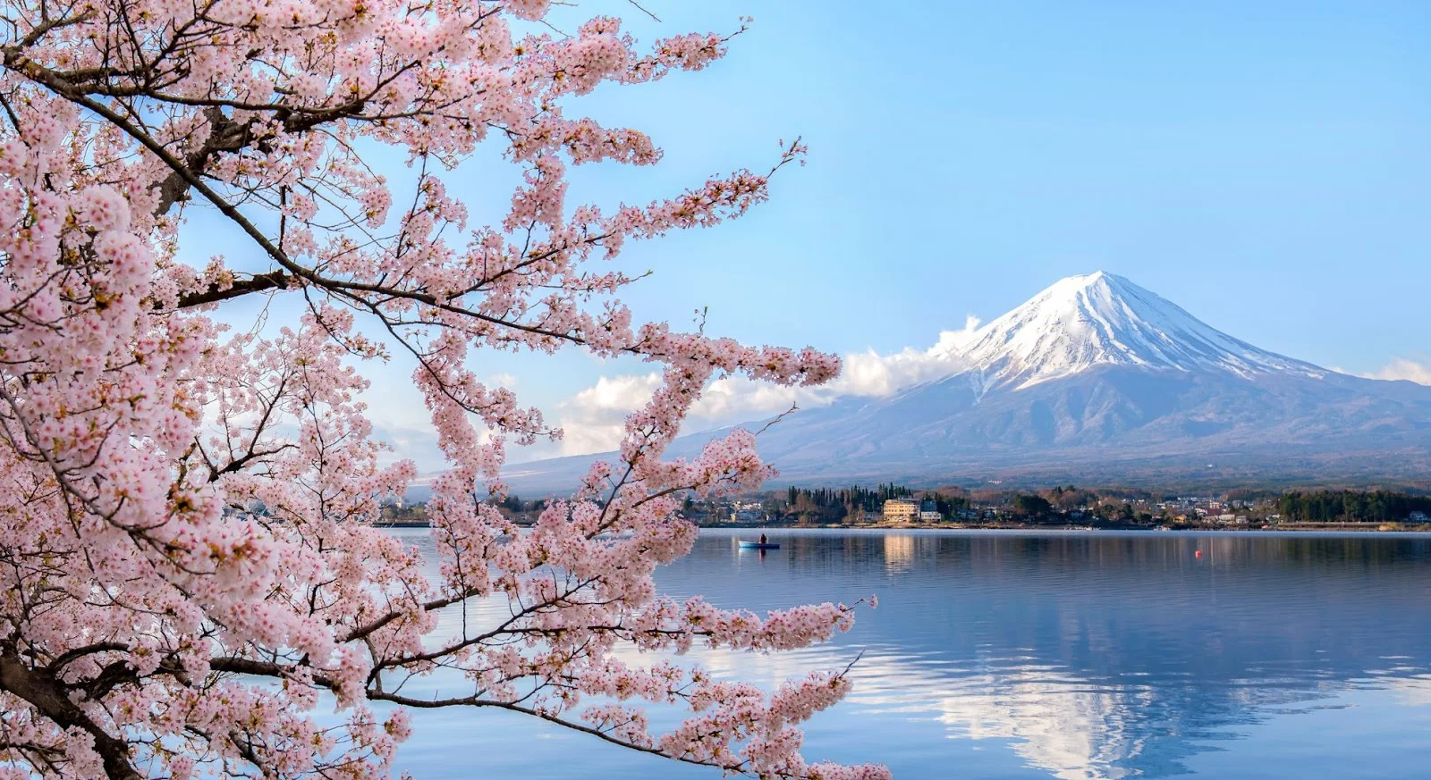 Mount Fuji rises majestically behind Lake Kawaguchi framed by delicate cherry blossoms during spring season