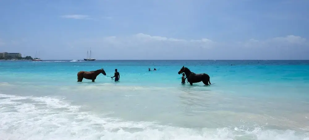 Two horses on the turquoise Caribbean sea at Holetown Beach, Barbados, an experience accessible by private jet charter