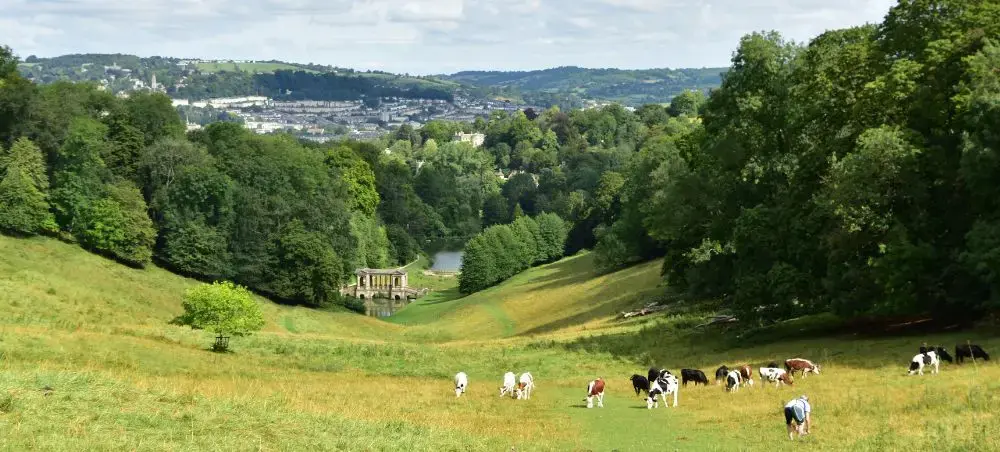 Rolling green countryside valley near Bath, England, with grazing cattle, a Palladian bridge, and the Georgian city skyline visible through the trees