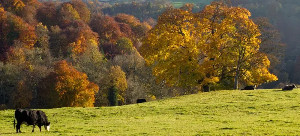 Cattle grazing on rolling green Cotswolds pastures surrounded by vibrant autumn woodland foliage in the English countryside