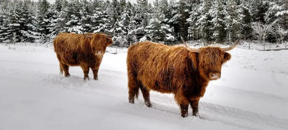 Two shaggy Highland cattle standing in deep snow among frost-covered pine trees in the Scottish Highlands during winter