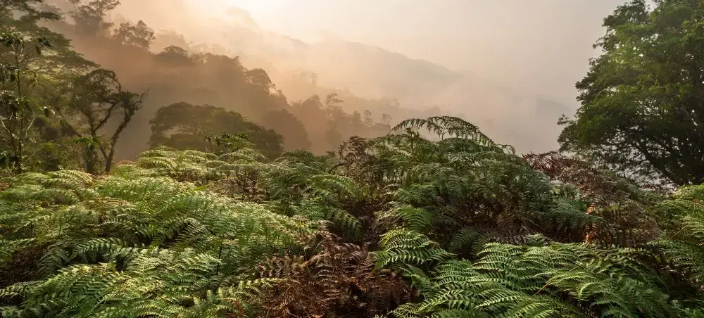 Lush rainforest and mountain landscape in Honduras near cultural and nature travel destinations