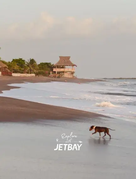 Dog strolling along Las Peñitas beach at dusk near a thatched beachfront cabana, Leon Nicaragua