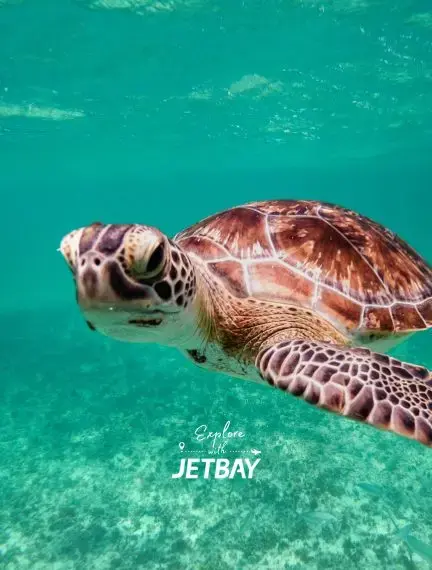 Green sea turtle gliding through turquoise waters at Montego Bay Marine Park, Jamaica