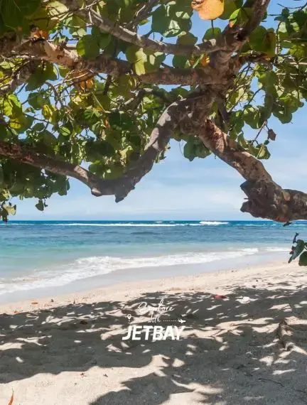 Secluded white-sand beach in Puerto Plata framed by a tropical tree, steps from Jetbay private jet destinations on the Dominican Republic's north coast