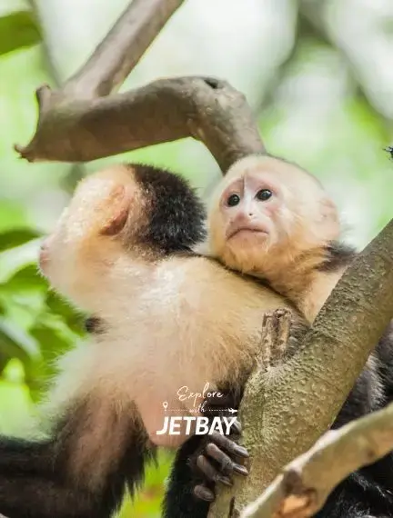 Gumbalimba Park in Roatán, Honduras, featuring animal wildlife experiences