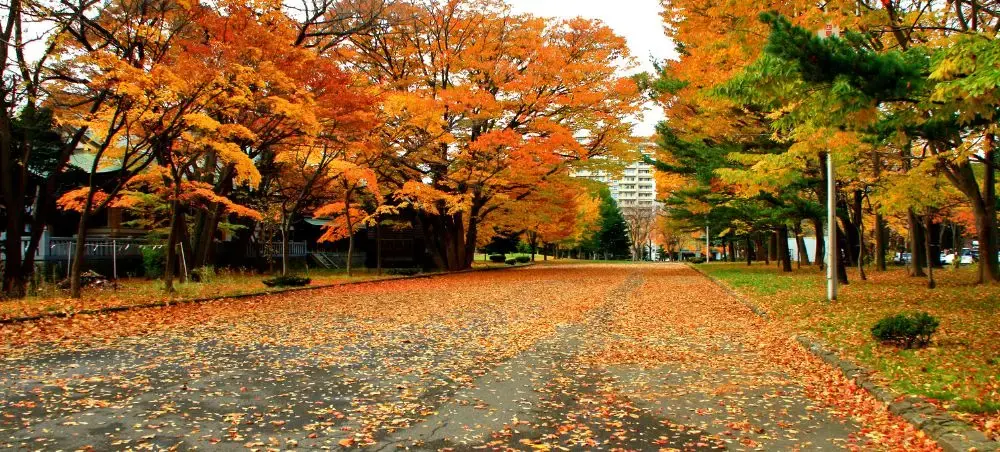 Autumn landscape near Sapporo, Japan, with colorful trees and scenery