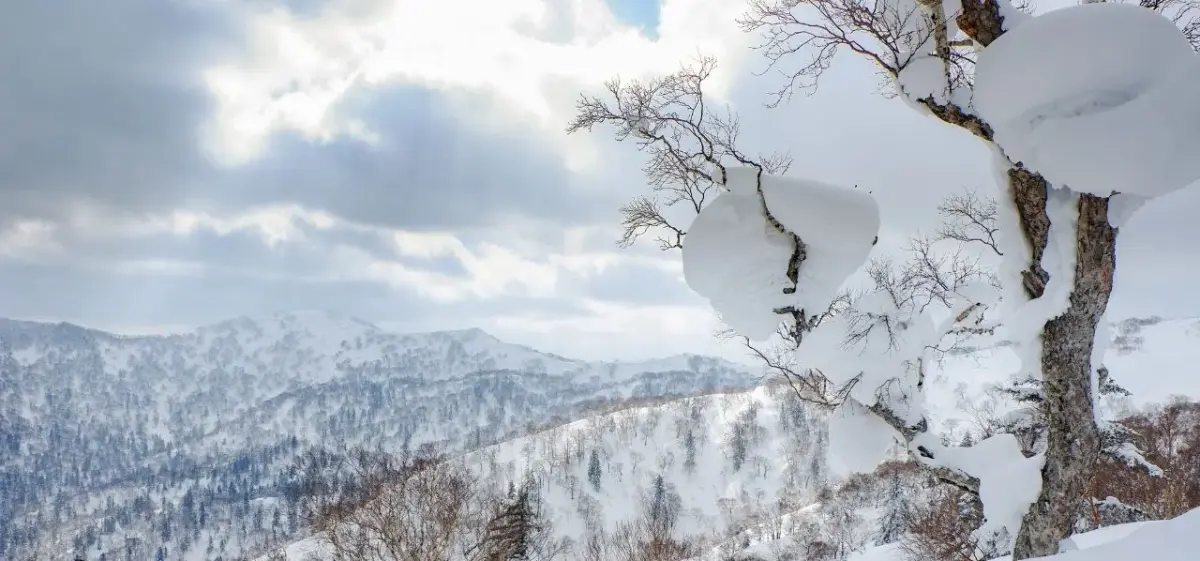 Snow-laden tree and sweeping winter mountain landscape in Sapporo, Hokkaido, ideal for luxury private jet travel to Japan's north