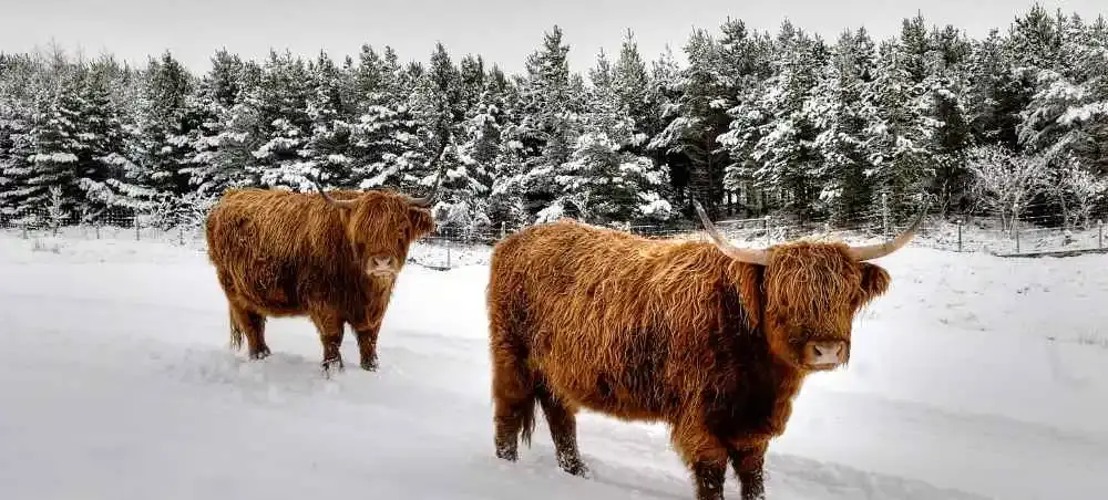 Highland cattle standing in a snow-covered landscape, evoking the wilderness of Scotland accessible by private jet charter