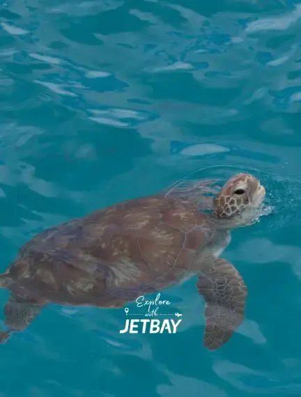 Sea turtle swimming in the crystal-clear turquoise waters of Folkestone Marine Park, Barbados